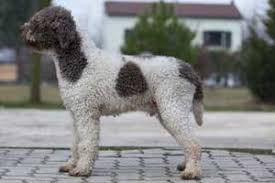 犬を家族に迎える前に